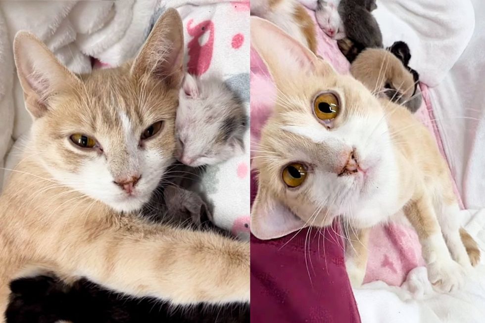 Feline Gratitude: Stray Cat Repays Rescuers with Heartwarming Gesture After Welcoming Seven Kittens