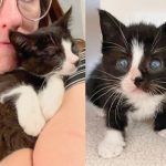 Kitten Rescued from Shelter Blossoms into Thriving Felines