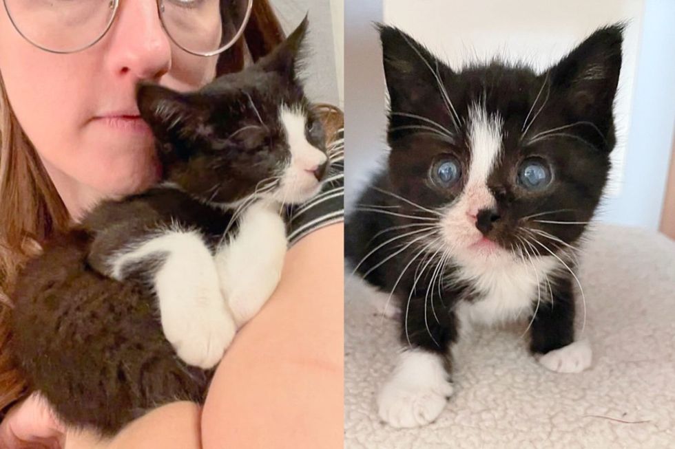 Kitten Rescued from Shelter Blossoms into Thriving Felines