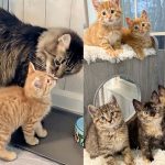 Shelter Cats Embrace Kittens, Transforming Their Anxieties into Purrs